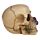 Skull and Bones Dödskalle med Lila Rosor