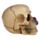 Skull and Bones Dödskalle med Lila Rosor